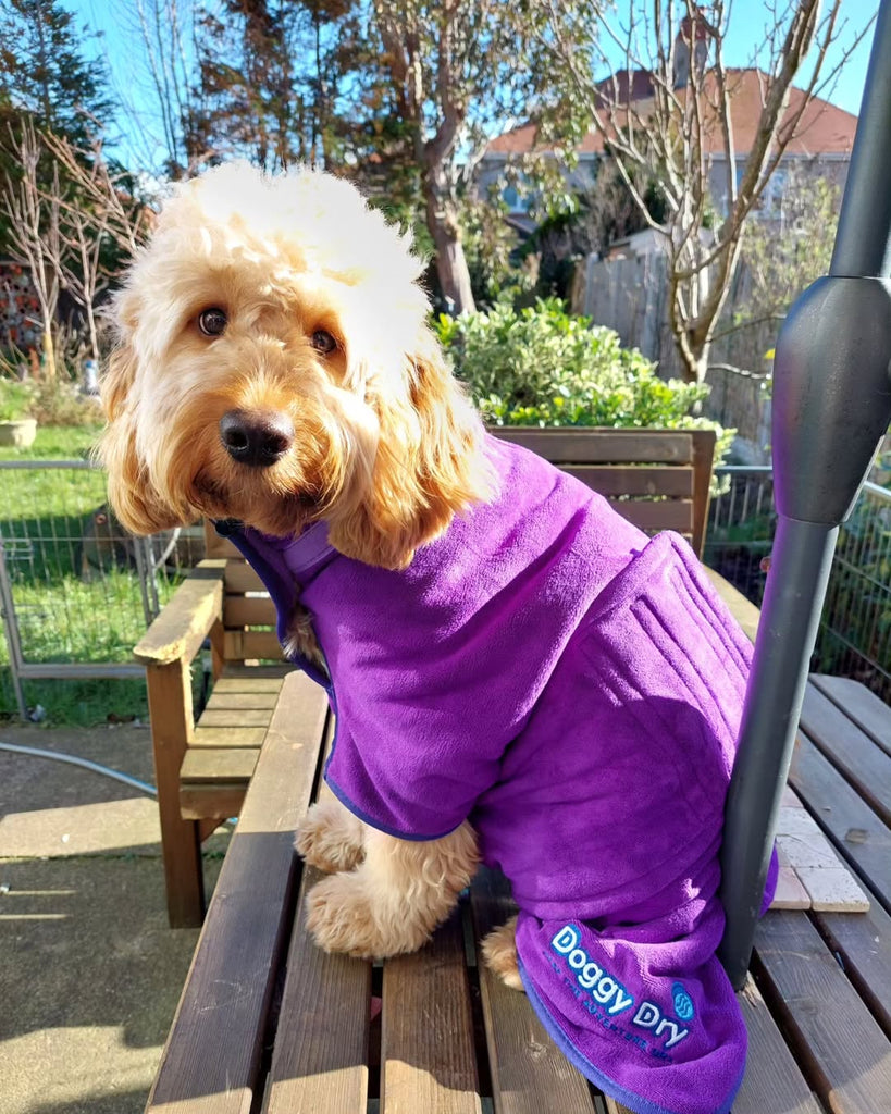 ☀️ Summer Survival: 10 Tips to Keep Your Dog Cool in the UK Heat - Doggy Dry