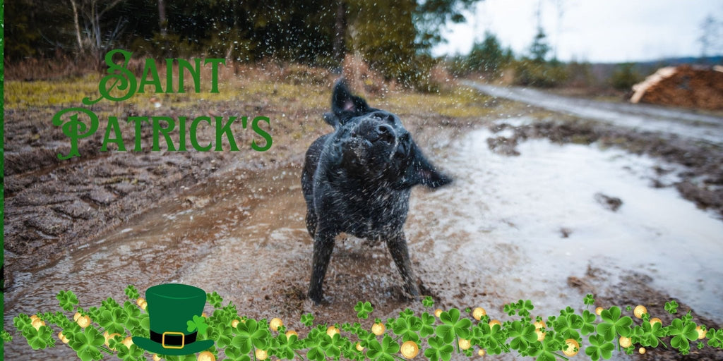 The Origins and Traditions of St. Patrick’s Day: More Than Just Green Beer! - Doggy Dry