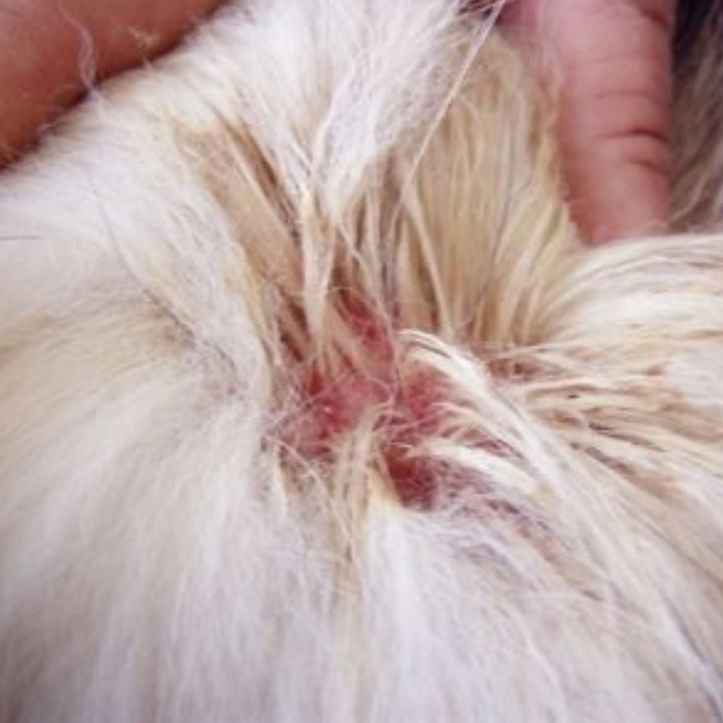 Why Do Dogs Get Hotspots? Causes, Prevention, and Treatment - Doggy Dry