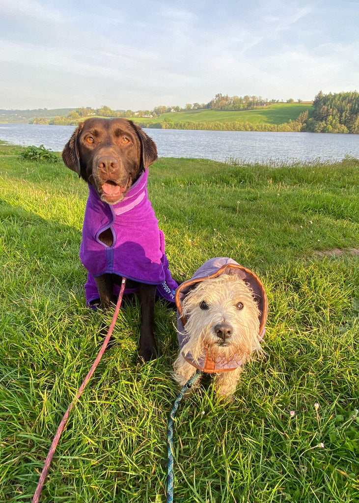 Pet Dryer Dryer Doggy Dry Dryer for pets