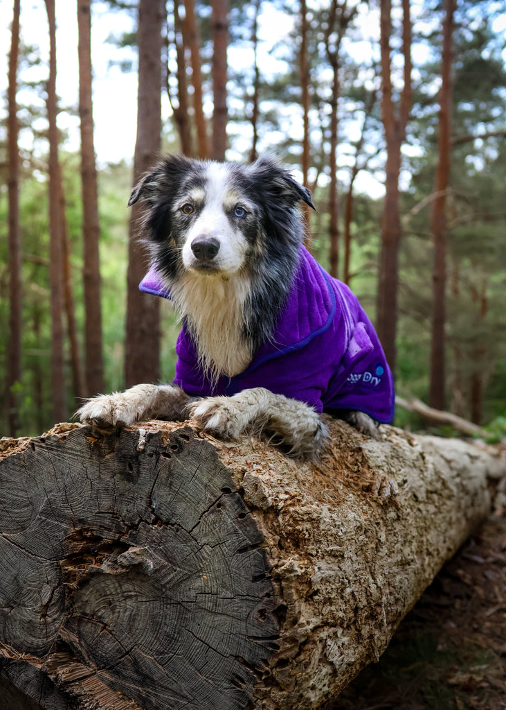 Pet Dryer Dryer Doggy Dry Dryer for pets