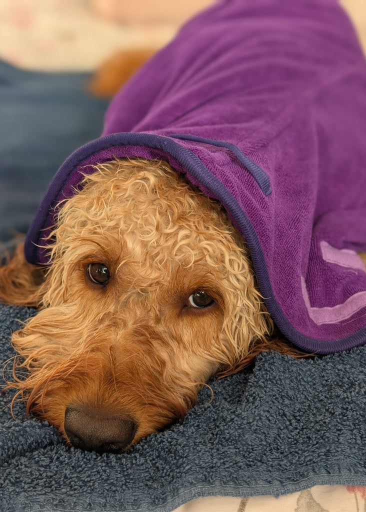 Pet Dryer Dryer Doggy Dry Dryer for pets