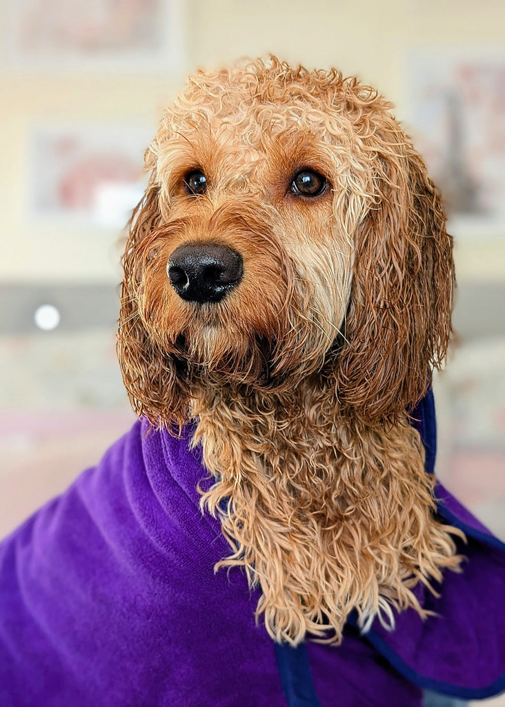 Pet Dryer Dryer Doggy Dry Dryer for pets