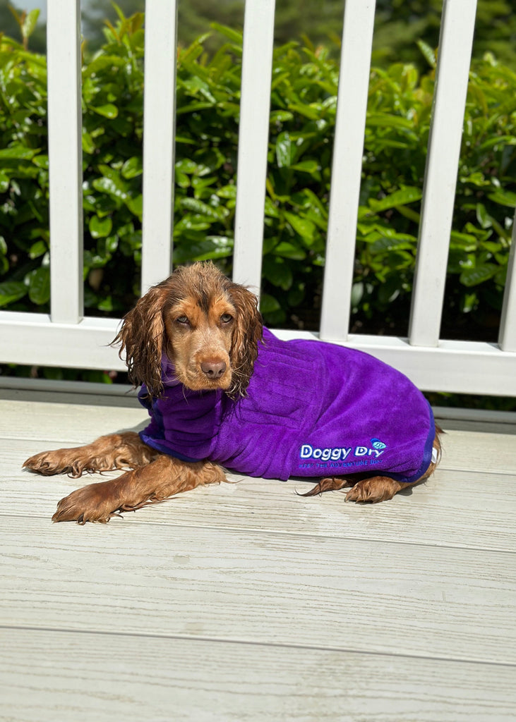 Pet Dryer Dryer Doggy Dry Dryer for pets